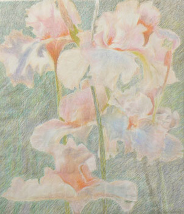 iris