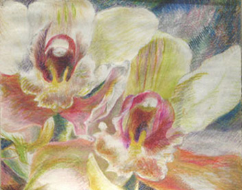 orchidee orange