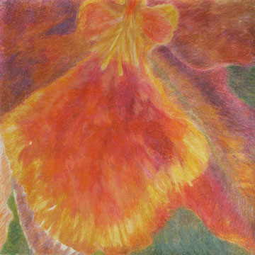 orchidee orange